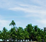 Palm Tree Removal Hire Brisbane
