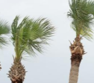 Palm Tree Removal Sydney