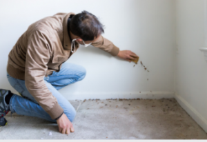 pre-purchase building inspections company Adelaide