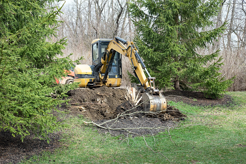 tree-stump-removal-in-sydney