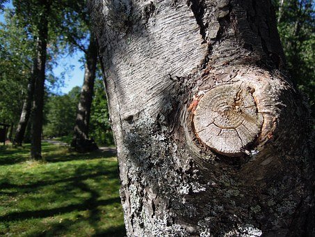 tree-removal-adelaide