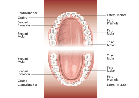 dentist-adelaide