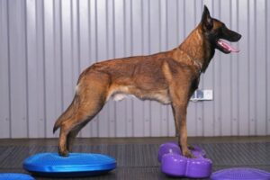 therapy for dogs with hip dysplasia