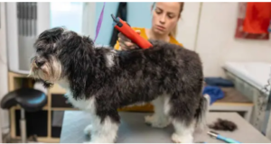 dog physical therapist near me