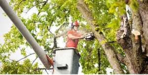 large tree removal