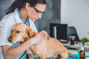 IVDD in Dogs Treatment