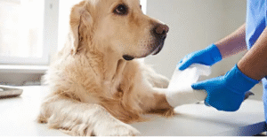 CCL tear in dogs surgery cost