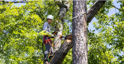 arborist Adelaide Hills